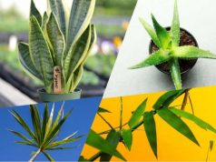 Tips Memilih Tanaman Untuk Dalam Ruangan