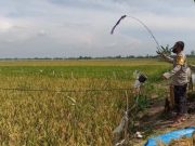 Bripka Agus, Bhabinsa yang Jadi Penghalau Burung agar Pemilik Sawah Bisa Ikut Vaksin
