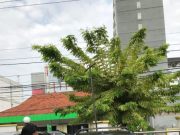 KPP Pratama Surakarta Sita Aset Mobil Penunggak Pajak