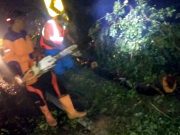 Sudah Tertangani, Pohon Tumbang Melintang Jalan di Jalur Antarprovinsi Wonogiri-Pacitan