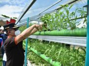 Bupati Panen Padi, Ikan dan Sayur di Kebun Rumah Dinas