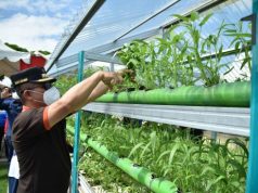 Bupati Panen Padi, Ikan dan Sayur di Kebun Rumah Dinas