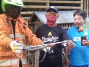 Ular Kobra Muncul di Kandang Ayam, Ini yang Dilakukan Damkar Wonogiri