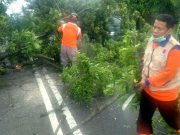 Antisipasi Tumbang, Minta Bantuan Memangkas Pohon Dhanyangan