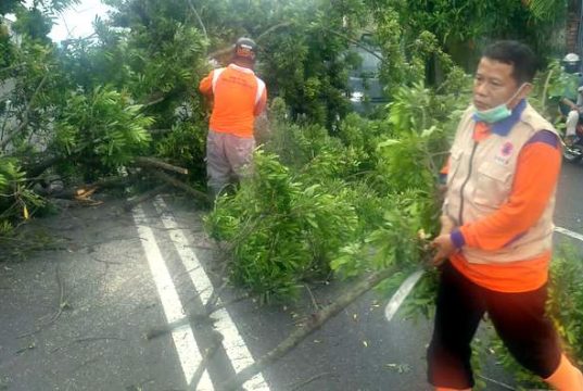 Antisipasi Tumbang, Minta Bantuan Memangkas Pohon Dhanyangan
