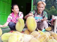 Ini Ciri Durian Khas Candimulyo Kabupaten Magelang durian candy