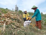 361 Petani Sanggem Mendapat Fasilitas Garap Lahan 119,25 Hektar Milik Semen Gresik