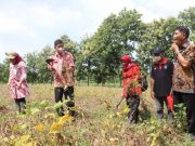 Wabup Blora Lakukan Panen Perdana Kedelai Varietas Anjasmoro