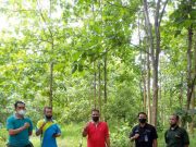 KPH Mantingan Survei Untuk Buka Bisnis Baru Lewat Agroforestri Tebu Mandiri