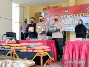 Polisi Ungkap Ladang Ganja Seluas Dua Hektar di DIY