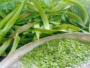 Petai Cina Obat Mujarab Penyakit Diabetes