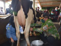 Budidaya Sapi Perah Diharapkan Ungkit Perekonomian