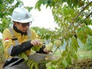 Semen Gresik Gelar Panen Buah di Lahan Area Pabrik, Wujud Komitmen Sejahterakan Petani