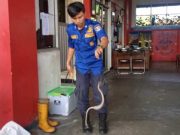 Hati-Hati, Ular Kobra dan Ular Python Menyelinap di Rumah Warga ukar