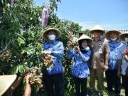 Lembupurwo Jadi Sentra Perkebunan Kelengkeng di Jateng