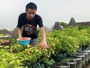 Wuih, Guru SMK di Ponorogo Bercocok Tanam di Atap Rumah