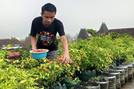 Wuih, Guru SMK di Ponorogo Bercocok Tanam di Atap Rumah