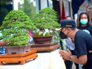 Wuih, Meski di Masa Pandemi Bonsai di Pacitan Tetap Eksis