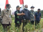 Hasil Panen Bawang Putih Petani Wonosobo Lampaui Rata-Rata Produksi Nasional