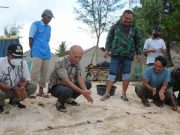 Lestarikan Penyu di Karimunjawa, Bupati Lepas 85 Ekor Tukik Penyu Sisik