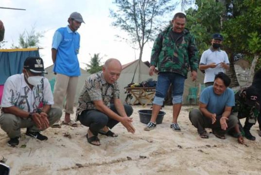 Lestarikan Penyu di Karimunjawa, Bupati Lepas 85 Ekor Tukik Penyu Sisik