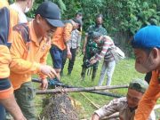 Buaya Seribu Akar yang Lepas Berhasil Ditangkap