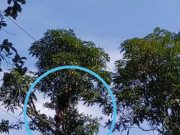 Kakek Tewas Tersengat Listrik saat Tebang Pohon