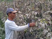Dampak Hujan Abu Vulkanik Merapi, Para Petani Terancam Gagal Panen abu vulkanik