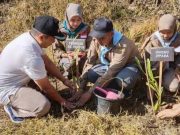 Dihijaukan Petak Paluombo yang Pernah Ludes Terbakar