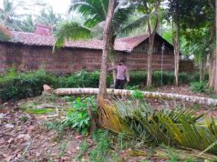 Tebang Pohon Kelapa, Warga Meninggal Tertimpa Pohon Laban