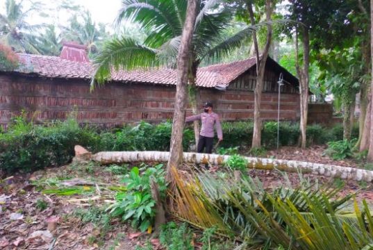 Tebang Pohon Kelapa, Warga Meninggal Tertimpa Pohon Laban