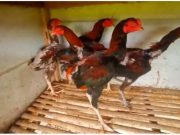 Curi Ayam Ponselnya Tertinggal di Kandang, Apa yang Kemudian Terjadi?