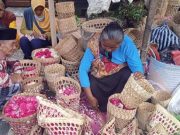 Fantastis, Harga Bunga Mawar Tabur Melebihi Harga Daging Sapi bunga mawar tabur