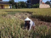 Meski Tidak Luas, Kota Magelang Masih Memiliki Lahan Pertanian