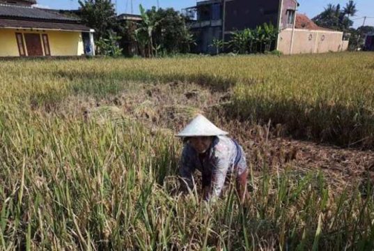 Meski Tidak Luas, Kota Magelang Masih Memiliki Lahan Pertanian
