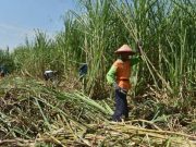 Petani Tebu Sambut Baik Rencana Pemerintah Wajibkan Campuran Etanol 10 Persen di BBM