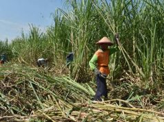 Petani Tebu Sambut Baik Rencana Pemerintah Wajibkan Campuran Etanol 10 Persen di BBM