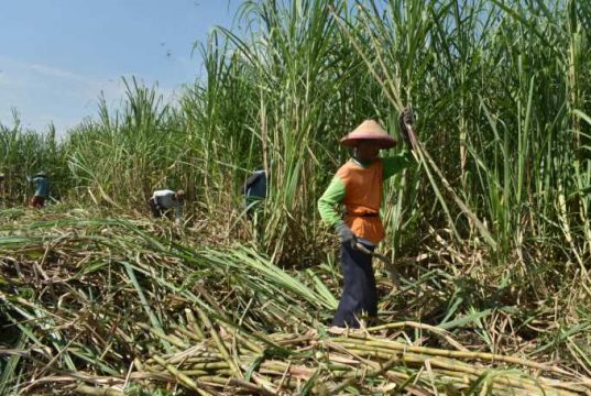Petani Tebu Sambut Baik Rencana Pemerintah Wajibkan Campuran Etanol 10 Persen di BBM