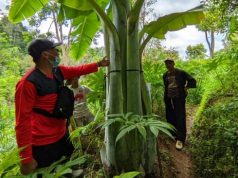 Ditemukan Pohon Pisang Aneh di Kebun Porang, Tinggi 4 Meter Lingkar Batang 1,8 Meter
