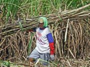 APTRI Minta Pemerintah Naikkan HPP Gula Sebelum Musim Giling