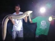 Warga Kalipelus Banjarnegara Temukan Ikan Pelus Raksasa Saat Sungai Serayu Banjir Lumpur
