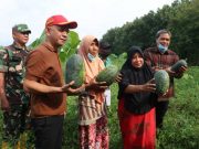 Jepara Sentra Semangka, Bupati Bersama 153 Orang Petani Panen Raya