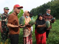 Jepara Sentra Semangka, Bupati Bersama 153 Orang Petani Panen Raya