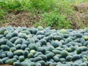 Petani Semangka Binaan PLN UIK Tanjung Jati B Raih Untung Rp. 10 Juta/ ha