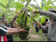 Tunjungan Blora Panen Perdana Pisang Raja Bulu di Desa Sambongrejo