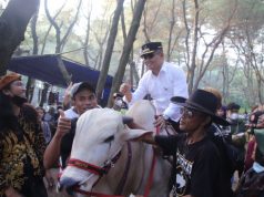 Bupati Kebumen Populerkan Wisata Sapi di Pantai Laguna Mirit