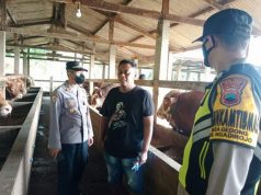 Antisipasi PMK, Disnakperla Wonogiri Terjunkan Personel Pantau Ternak Sapi