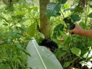 Warga Kaliputih Geger Temukan Mayat Wanita Muda di Ladang