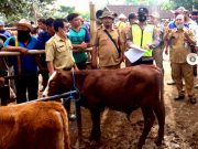 Ditemukan Sapi Bergejala PMK, Pasar Hewan Pracimantoro Wonogiri akan Ditutup