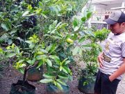 Mau berkebun tapi tidak punya lahan begini caranya
